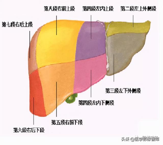 左右肝管图片