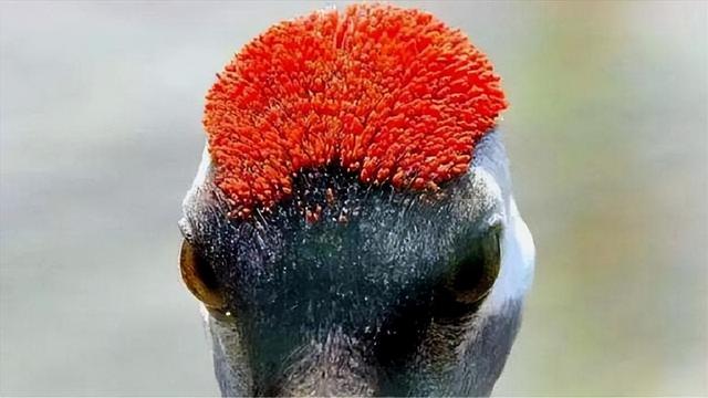 鹤顶红主要成分，鹤顶红主要成分鹤顶红服下的症状（鹤顶红被叫作毒药之王）