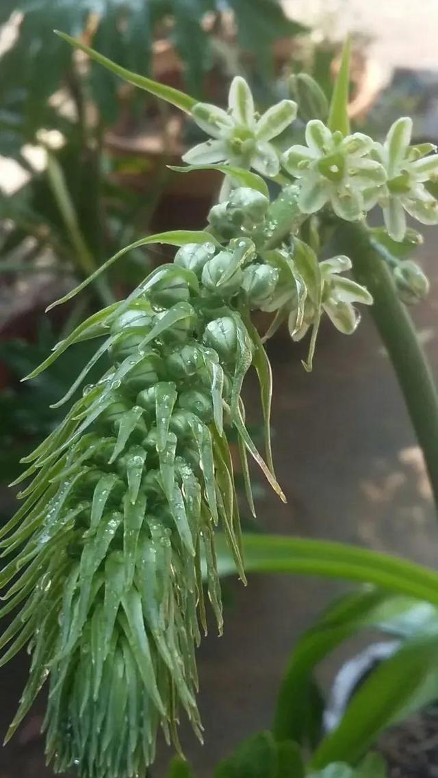 鲜花的花语和花的数目的寓意，鲜花数量的寓意（100种迷人的“数字花”）