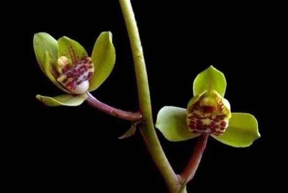 鲜花的花语和花的数目的寓意，鲜花数量的寓意（100种迷人的“数字花”）