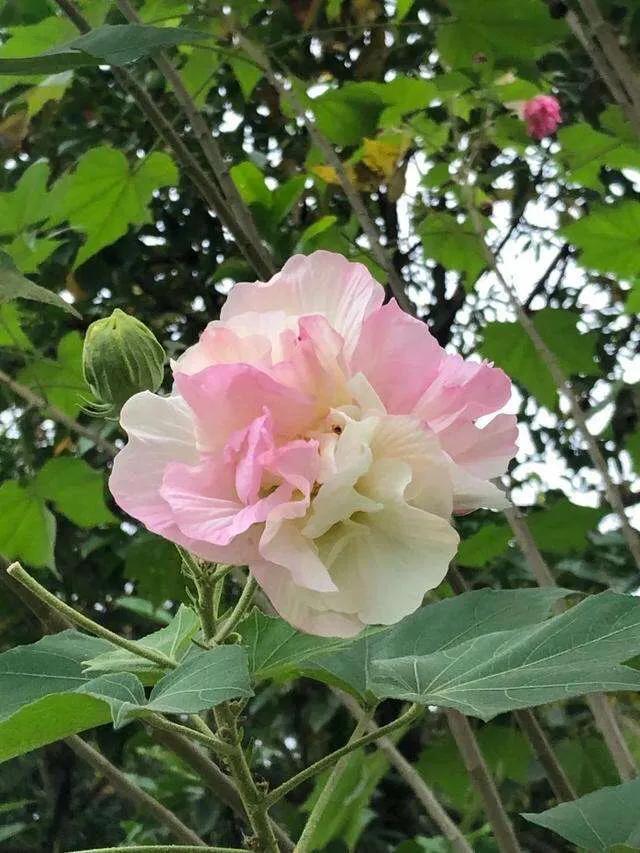 芙蓉花的寓意和象征，芙蓉花的寓意（芙蓉花，成都最美的花）