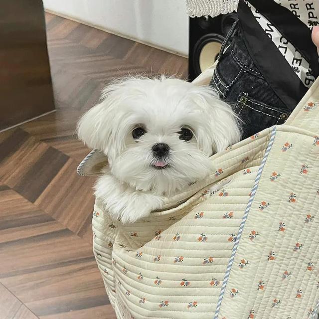 动物男头（你喜欢就好），微信头像，动物男头（你喜欢就好）（可爱头像‖很精致的小动物）