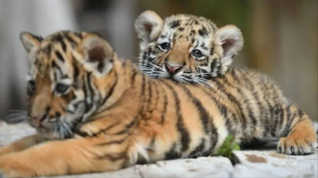 狮子是什么王?森林之王，狮子是什么王（狮子如果碰见了老虎）