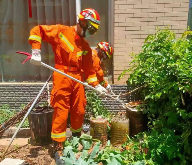 雄黄驱蛇是真的吗，驱蛇用雄黄还是硫磺（江西老人在被窝里摸到蛇）