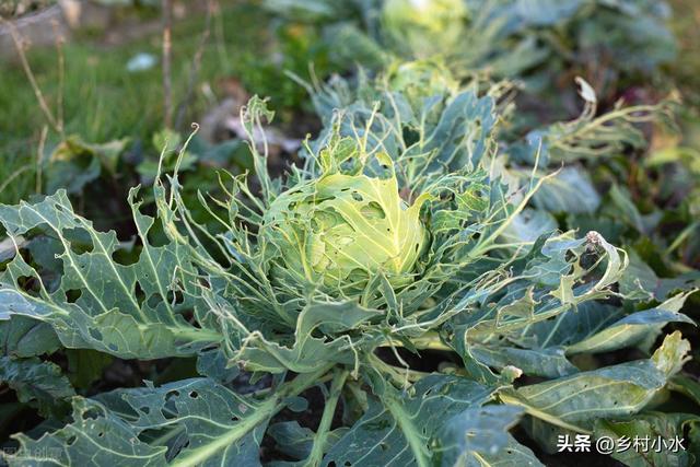 天然钾肥有哪些，天然氮肥有哪些（蔬菜长虫别光会喷农药）