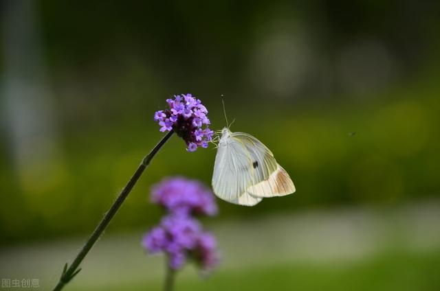手写的最美情书文字图片 与你相守这一世流年，情书的唯美图片（​写一封情书给你：想你）