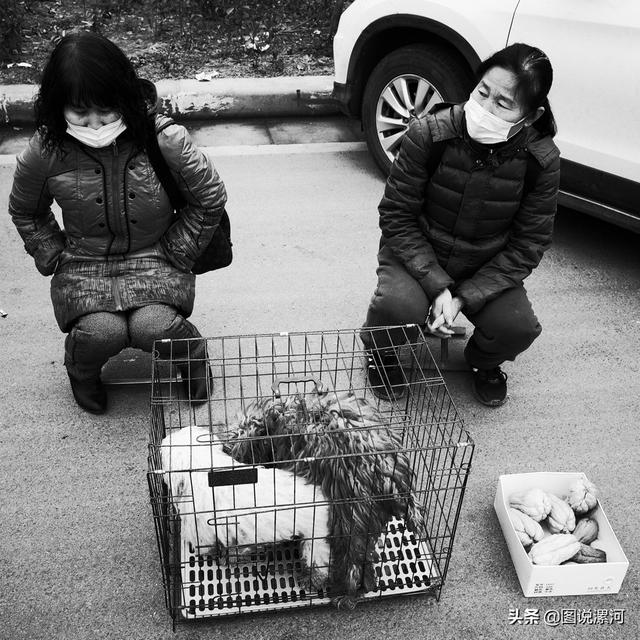 宠物市场在哪里，成都的宠物狗市场在那里呀（漯河宠物市场印象）