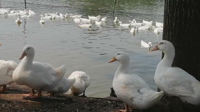 正规的养鸭合作公司，养鸭子赚钱吗（新手养鸭必读）