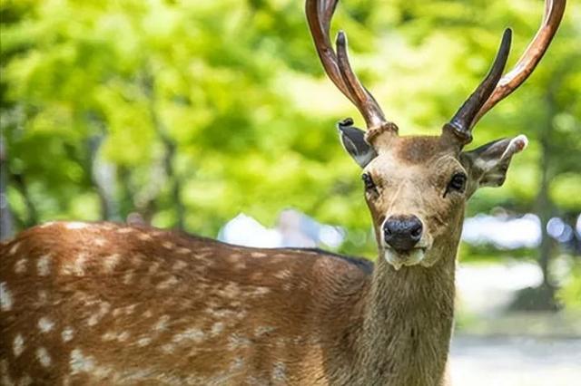 吃了10天泡面瘦了12斤，吃了10天泡面瘦了12斤真的假的（我竟然吃了32盒方便面）