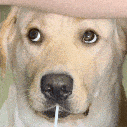 【沙雕狗狗头像】微信，【沙雕狗狗头像】（狗狗沙雕动图表情包 ​​​）