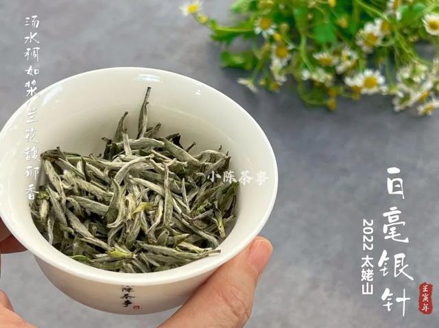 白毫银针怎么泡，白毫银针如何冲泡（好几千买的白毫银针）