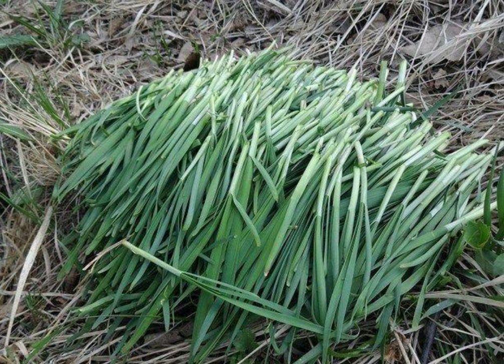 农村能吃的100种野菜图片,有哪些野菜可以吃 农村能吃的100种野菜图片,有哪些野菜可以吃