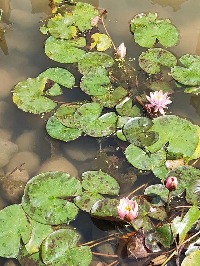 睡莲花语是什么，红睡莲的花语是什么（睡莲的花语）