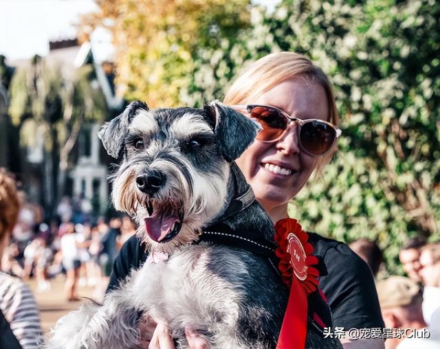 小狗的简单介绍，狗的介绍手抄报（狗狗也分高低贵贱）