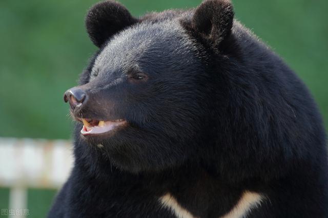 电光石火打一动物，石火光阴是啥动物（老虎用寒冬“天时”杀熊）