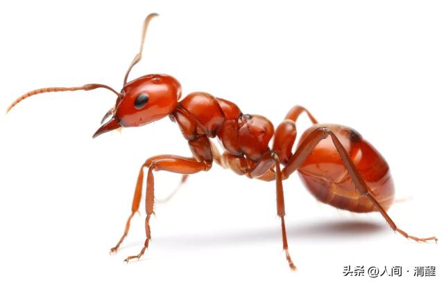 蚂蚁喜欢吃什么食物,大象爱吃什么东西(关于各种蚂蚁的简介) 蚂蚁喜欢吃什么食物,大象爱吃什么东西(关于各种蚂蚁的简介)
