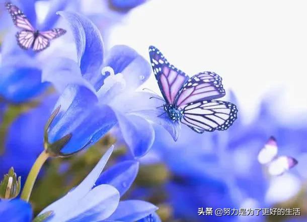薄荷花的花语是什么，那些令人惊艳的花语