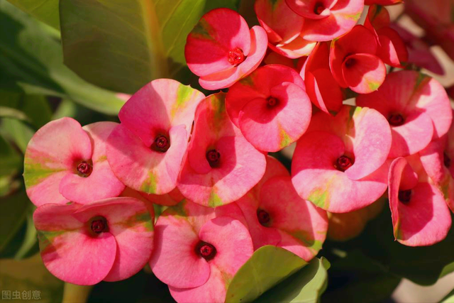 什么是石竹梅花，一花一欢喜