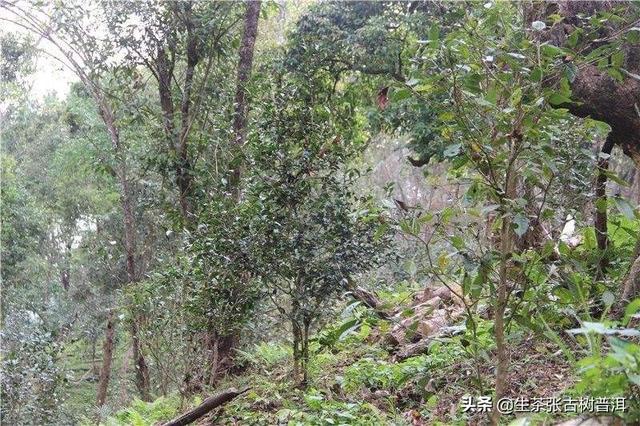 茶叶排行榜前10名，茶叶品牌排行榜前10名（盲入不踩雷的普洱10大名茶）