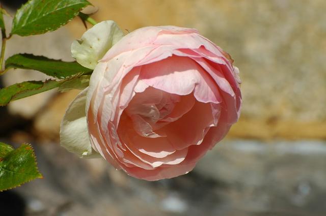 什么是动物系女友，动物系女友有哪些（往往是像猫一样的女人）