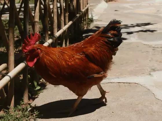 蜈蚣和蛇的毒哪个厉害，为什么身为五毒之一的蜈蚣