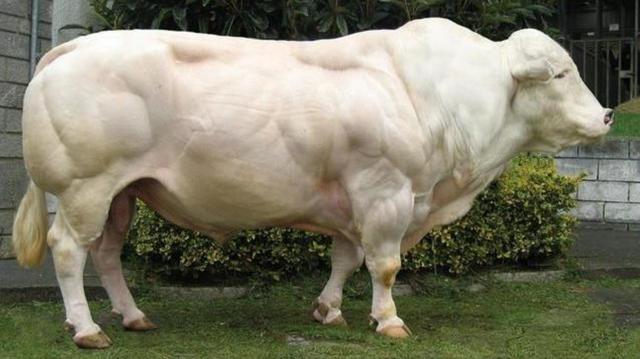 关于短角牛介绍，什么是长角牛（被改造的“畸形”产物）