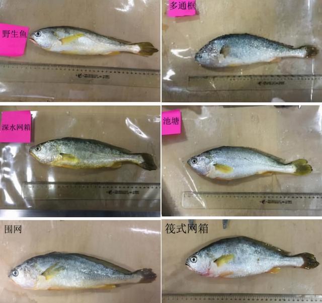 大黄鱼（大黄鱼图片，7.1斤大黄鱼4.2万（大小黄鱼图片）