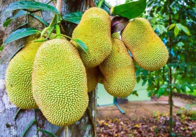 广西的特产水果有哪些，广西的特产有什么水果（满足水果控们的所有期望）