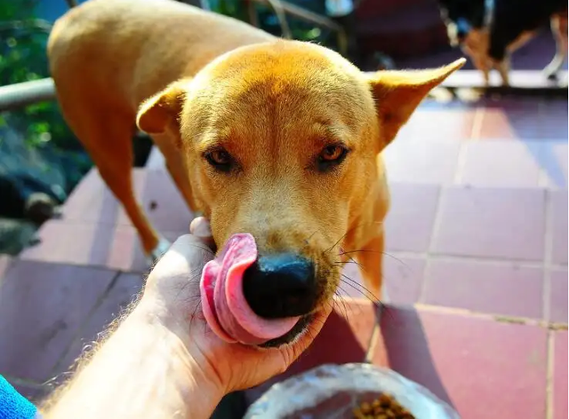 狗狗一天吃几顿，成年狗狗一天吃几顿最好（不一定是挑食，有这些原因）