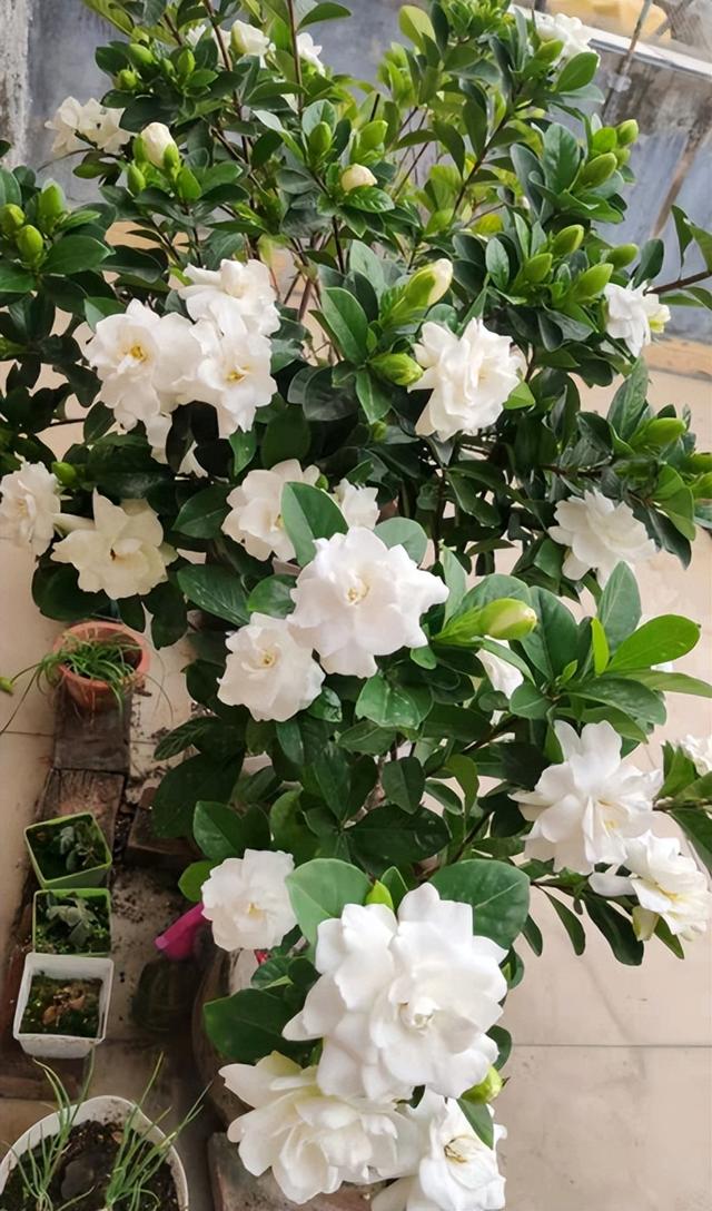 室内养什么花最好，室内适合养什么样的花（最香的10种花）