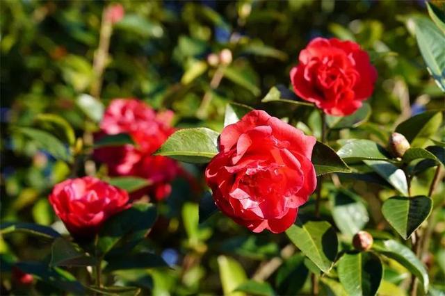 云南花海旅行记，春天，来云南与七彩花海相遇