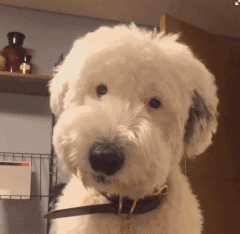 【沙雕狗狗头像】微信，【沙雕狗狗头像】（狗狗沙雕动图表情包 ​​​）