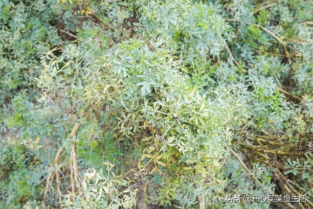 花都有什么旅游景点，花都有什么旅游景点介绍（广州花都这里被称8平方公里世外香境）