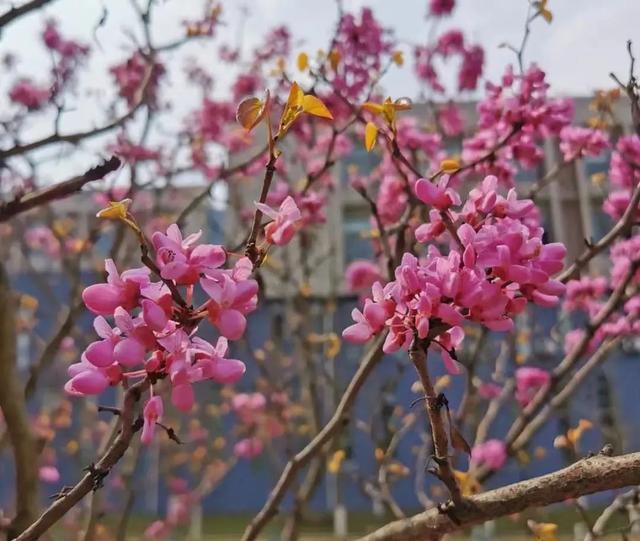 成都工商职业技术学校，四川工商职业技术学院2019年招生章程（打卡这所AAA级景区标准高校）