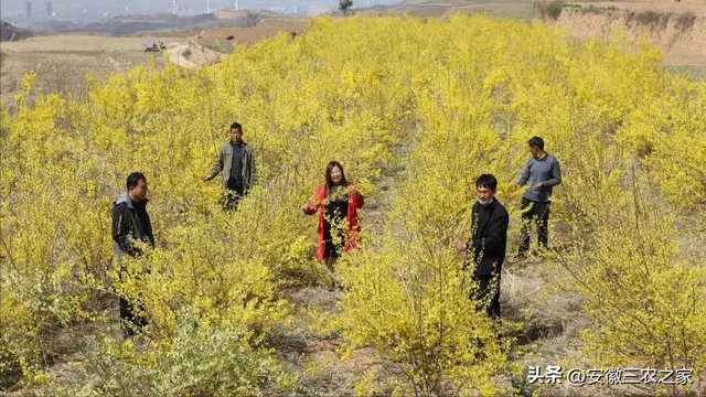 荒山种植什么赚钱，山地种植什么可以赚钱（它曾经是中药材种植的天花板）