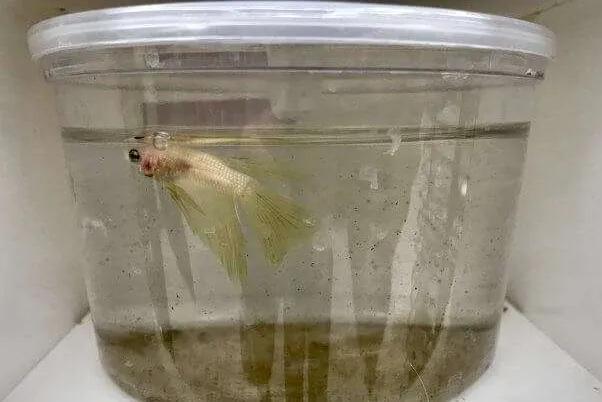 斗鱼怎么养，斗鱼怎么养才不会打架（如何才能把斗鱼养出好状态）