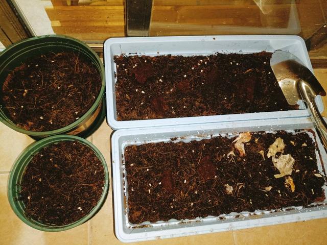 如意花怎么养，如意皇后的养殖方法和注意事项（颜值高寓意好开爆盆）