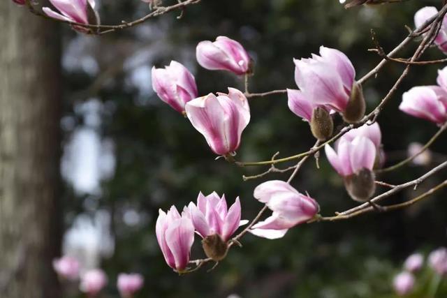 玉兰花几月份开花，玉兰花什么季节开花（玉兰花，了解一下）