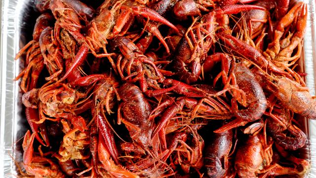 什么是清道夫，什么是清道夫鱼能吃吗（活埋清道夫被指责虐待动物）