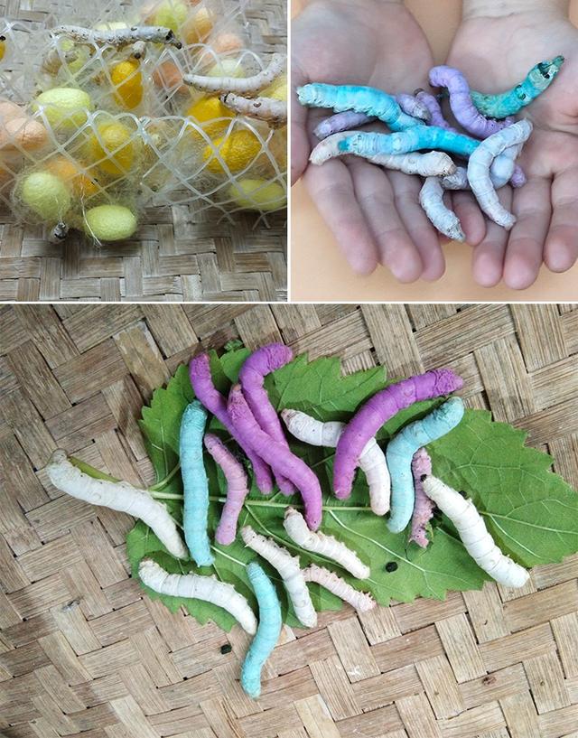 2,90后美女带娃客厅养七彩蚕,32天近距离观察吐丝结茧,发现新商机