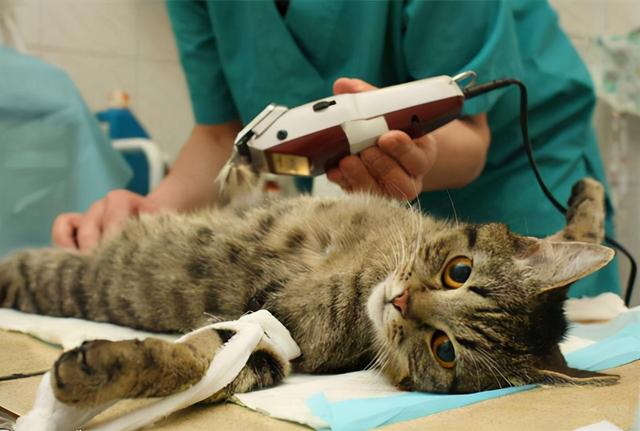 公猫不绝育的危害，公猫绝育的坏处（公猫“绝育”和“不绝育”的区别）