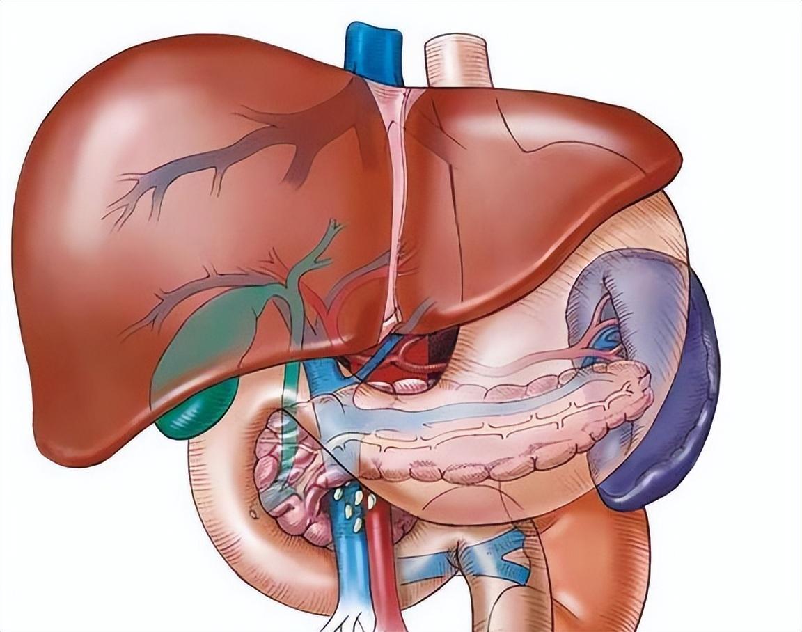 肝部有问题,身体会有什么反应