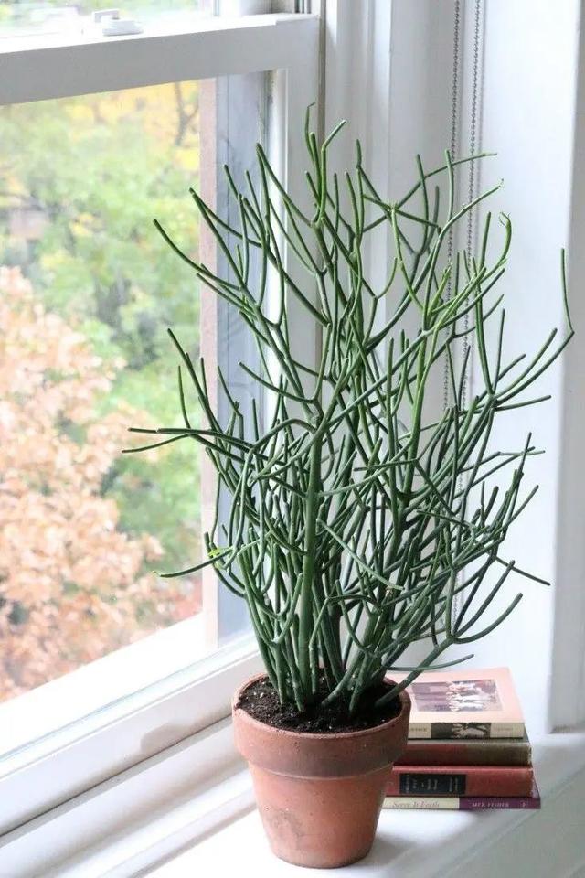 节节草治痔疮，节节草有什么功效（这些植物打着“光棍”活着）