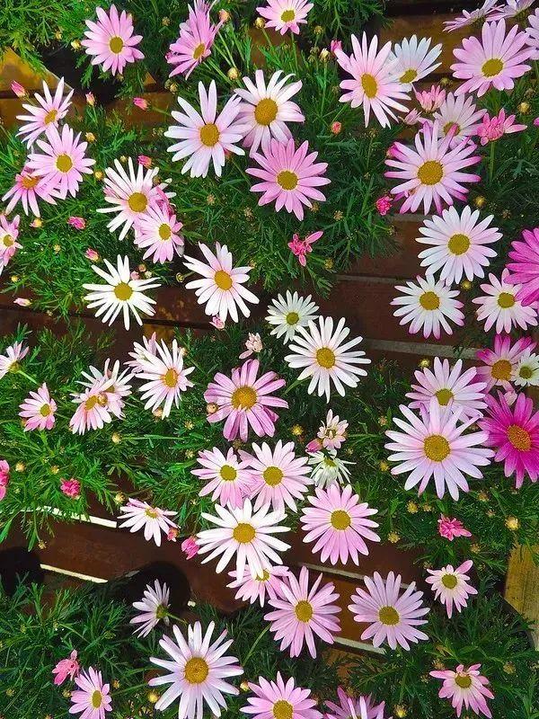 向日葵泰迪熊种子，夏天收获一片花海