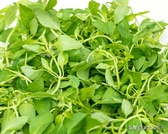 春天能吃的野菜大全，春天都有哪些野菜可以吃（送你63种野菜大图鉴）