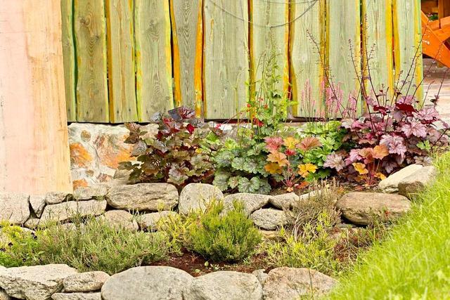 冬天种什么花好养活，冬天什么花好养活北方室内（冻不死的花草清单）