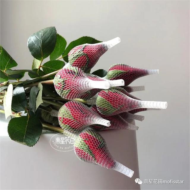 七朵玫瑰代表什么，最常见的红玫瑰（四朵玫瑰花是什么意思）