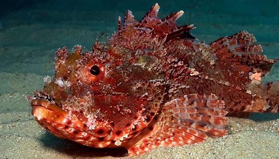 7.蝎子鱼 scorpion fish