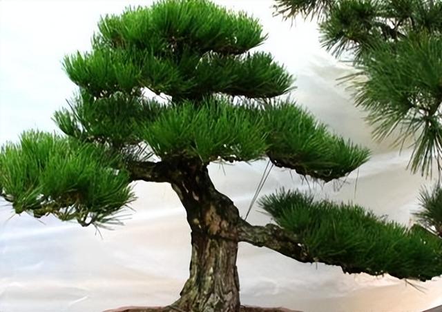 15公分黑松价格，黑松价格表2019价格（选对品种好养耐活）