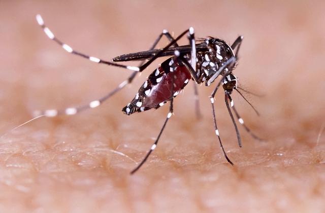 花蚊子，个头不大毒性强（花蚊子怎么消灭掉）